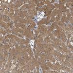 C6orf52 Antibody in Immunohistochemistry (Paraffin) (IHC (P))