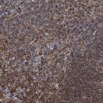 PRKRIP1 Antibody in Immunohistochemistry (Paraffin) (IHC (P))