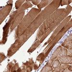 ART1 Polyclonal Antibody