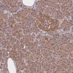 Meteorin Antibody in Immunohistochemistry (Paraffin) (IHC (P))