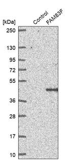 FAM83F Antibody in Western Blot (WB)