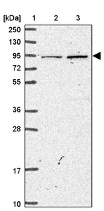 MFHAS1 Antibody in Western Blot (WB)