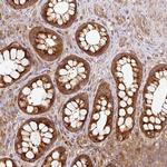 MIF4GD Antibody in Immunohistochemistry (Paraffin) (IHC (P))