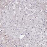 PYHIN1 Antibody in Immunohistochemistry (Paraffin) (IHC (P))