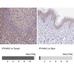 PYHIN1 Antibody