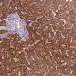 KIAA1841 Antibody in Immunohistochemistry (Paraffin) (IHC (P))