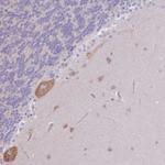 GBP7 Antibody in Immunohistochemistry (Paraffin) (IHC (P))