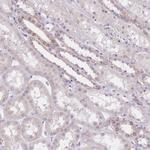 GBP7 Antibody in Immunohistochemistry (Paraffin) (IHC (P))