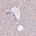 GBP7 Polyclonal Antibody