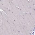 GBP7 Antibody in Immunohistochemistry (Paraffin) (IHC (P))