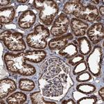 MRPL4 Antibody in Immunohistochemistry (Paraffin) (IHC (P))
