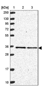 MRPL4 Antibody in Western Blot (WB)