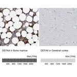 DEFA4 Antibody
