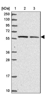 KLHL3 Antibody in Western Blot (WB)