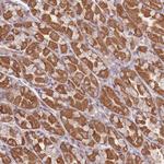 OR2M4 Polyclonal Antibody