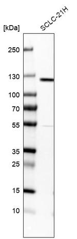 DGKZ Antibody in Western Blot (WB)