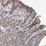 FAM171A1 Antibody in Immunohistochemistry (Paraffin) (IHC (P))