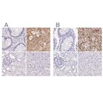 Synaptoporin Polyclonal Antibody