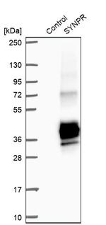 Synaptoporin Antibody in Western Blot (WB)