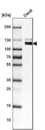 BACH2 Antibody in Western Blot (WB)