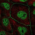 C16orf59 Polyclonal Antibody