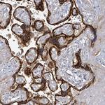 KCNS2 Antibody in Immunohistochemistry (Paraffin) (IHC (P))