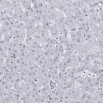 DHX16 Antibody in Immunohistochemistry (IHC)