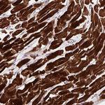 DHFRL1 Antibody in Immunohistochemistry (Paraffin) (IHC (P))