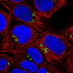 PDXDC1 Polyclonal Antibody