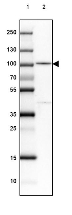 PDXDC1 Antibody in Western Blot (WB)