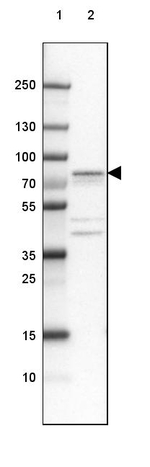 PDXDC1 Antibody in Western Blot (WB)