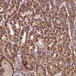 ZNF513 Antibody in Immunohistochemistry (Paraffin) (IHC (P))