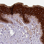 ZNF513 Antibody in Immunohistochemistry (Paraffin) (IHC (P))