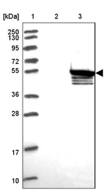 ZNF280C Antibody in Western Blot (WB)