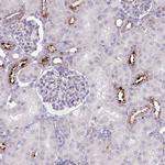 MAP7D2 Antibody in Immunohistochemistry (Paraffin) (IHC (P))