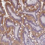 PLD4 Antibody in Immunohistochemistry (Paraffin) (IHC (P))