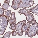 PLD4 Antibody in Immunohistochemistry (Paraffin) (IHC (P))