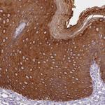 PLD4 Antibody in Immunohistochemistry (Paraffin) (IHC (P))