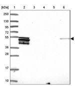 PLD4 Antibody in Western Blot (WB)