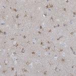 C18orf19 Antibody in Immunohistochemistry (Paraffin) (IHC (P))