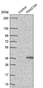 C18orf19 Antibody in Western Blot (WB)