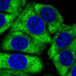 RPL24 Polyclonal Antibody