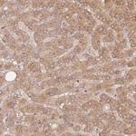 RPL24 Antibody in Immunohistochemistry (Paraffin) (IHC (P))