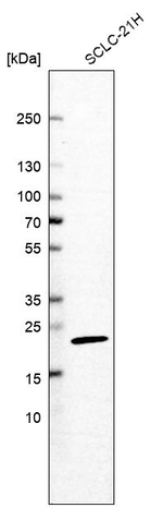 RPL24 Antibody in Western Blot (WB)