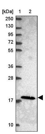MRPL21 Antibody in Western Blot (WB)