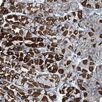 C4orf29 Antibody in Immunohistochemistry (Paraffin) (IHC (P))
