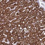 HMCN1 Antibody in Immunohistochemistry (Paraffin) (IHC (P))