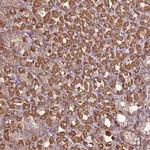 Arp3 Polyclonal Antibody