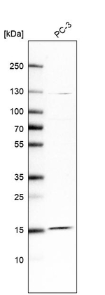 FAM32A Antibody in Western Blot (WB)