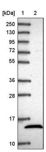 NDUFB4 Antibody in Western Blot (WB)